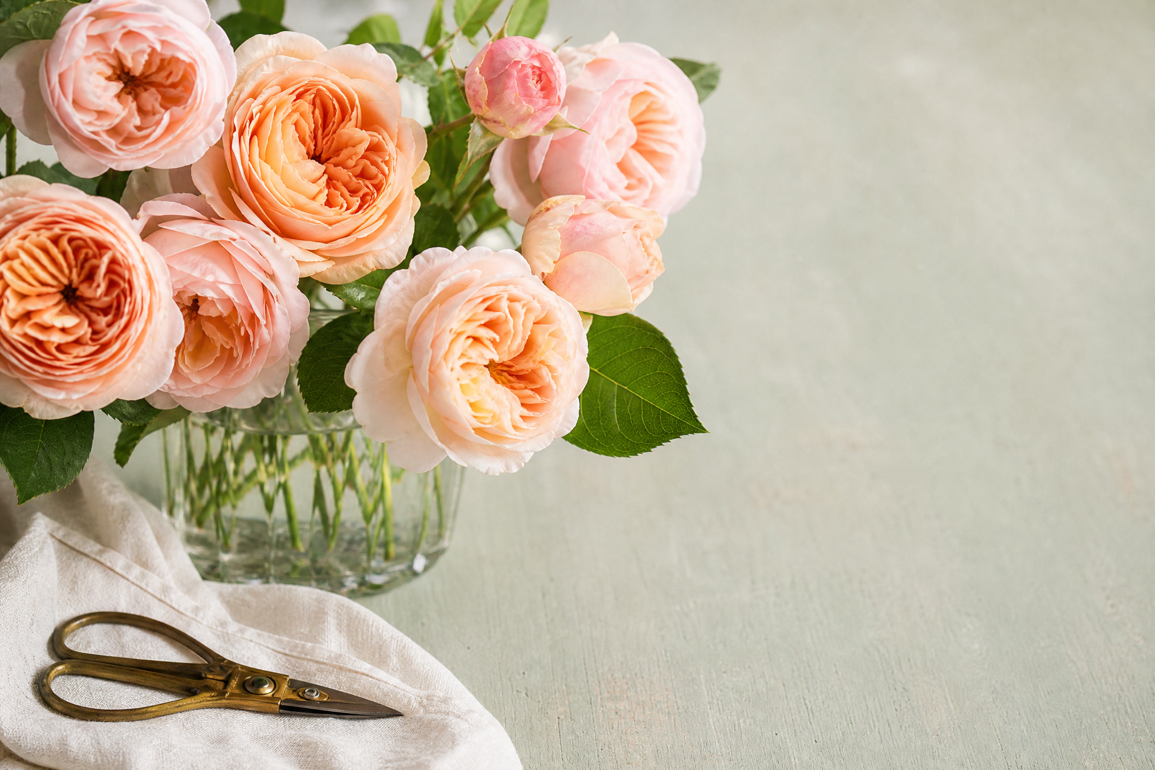 Blumenlexikon – Blumen-Laden Ratgeberbild
